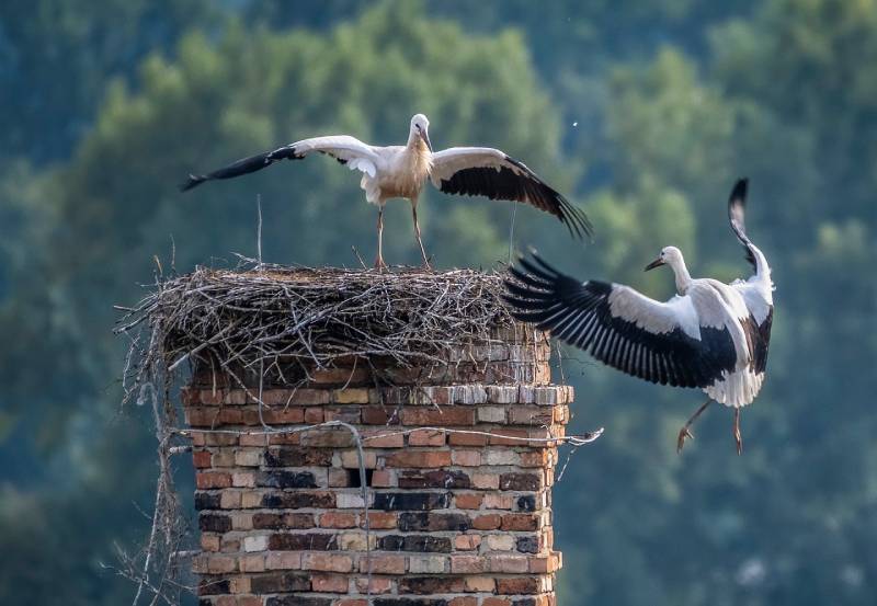 Expert Chimney Animal Removal in Maywood, CA Professional Chimney Animal Removal Services in Maywood, California