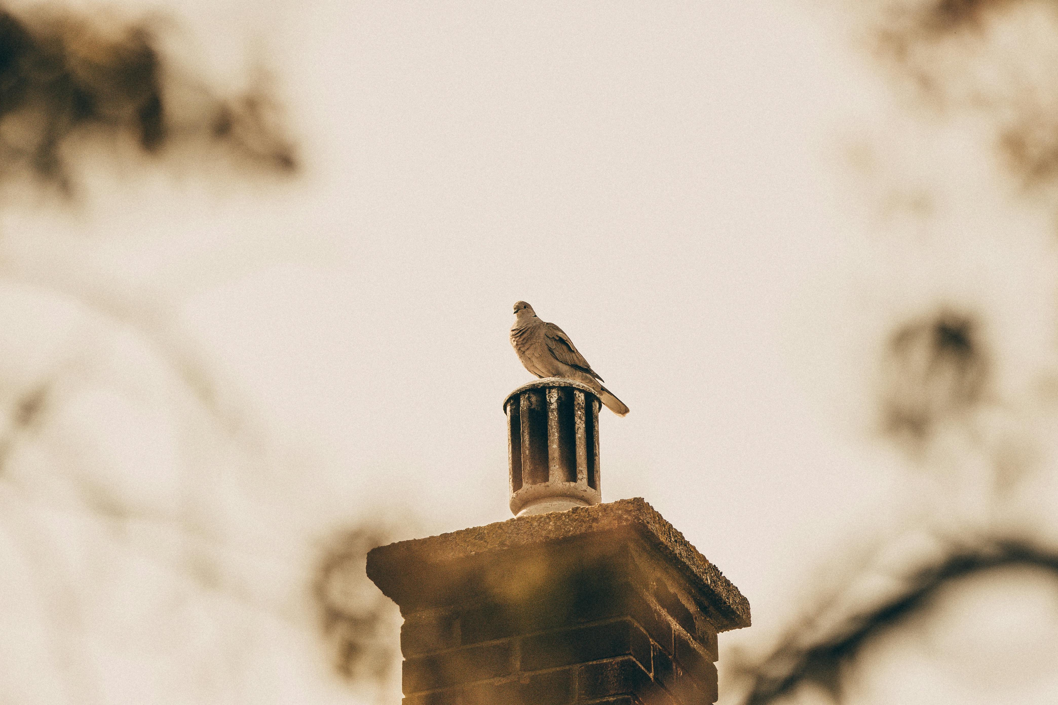 Expert Chimney Cap Installation in Maywood, California